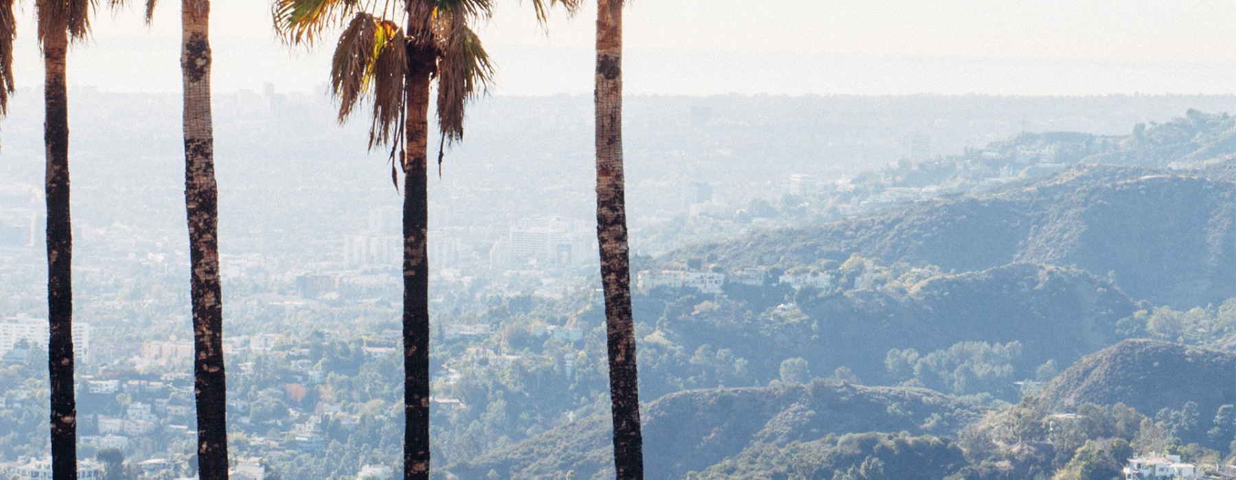 a group of palm trees overlooking a city